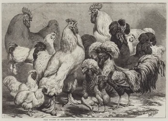 Preisgeflügel auf der Birmingham und Midland Counties Landwirtschaftsausstellung